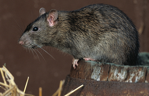 The Norway rat: an infestation of 200 will eat 1,100kg of feed in a year