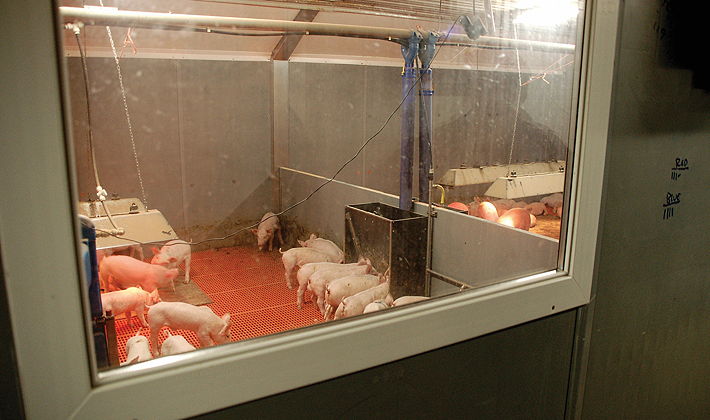 The windows from the service passage provide a convenient way of inspecting the pigs without disturbing them