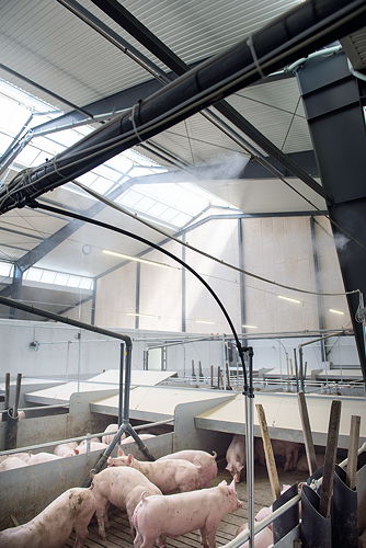 Interior view of an Intellifarm concept pig building showing the controlled ridge and side