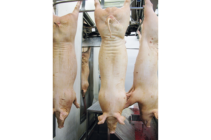 Accepted pig management practices in the UK could be working against the production of quality carcases