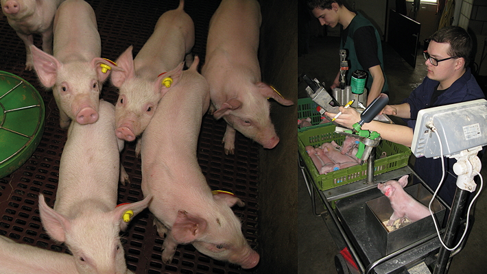 Every pure-bred piglet on multiplication farms is weighed within 24 hours of birth and fitted with an RFID eartag so that its progress can be measured