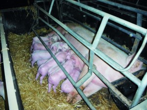 Sows have an average of 14 live births per farrowing