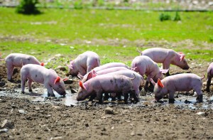 Pigs rarely show signs of a leptospirosis infection, yet they can easily contract the disease from the environment and contaminated water supplies