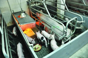 The report identified finding workable alternatives to the farrowing crate as an area for improvement