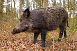 wild boar info images 06