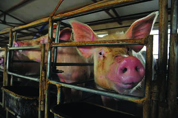 A restructure of the pig industry is under way in China