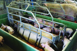 The farm has 330 sows and operates on a farrowing- to-finish basis, with indoor herd accommodation