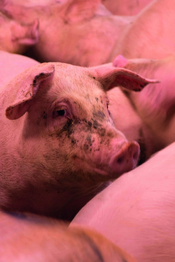Pigs in the new buildings have fewer health problems due to improved ventilation and hygiene