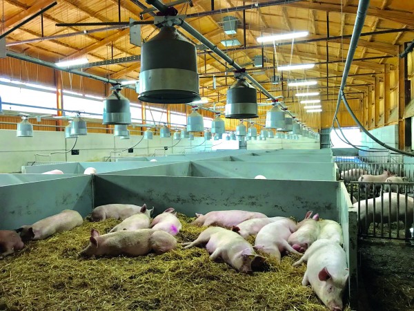 Once served, gilts move into the ‘in-pig’ yards, where deep straw, dump feeding and natural ventilation are key features