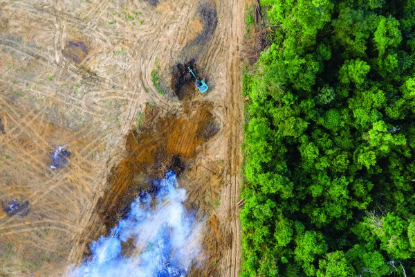 Deforestation is responsible for 12% of the world’s greenhouse gas emissions
