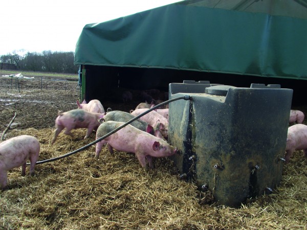Outdoor sites that have improved water quality have noticed increased water and feed consumption and that pigs appear healthier