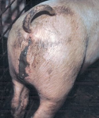 Swine dysentery usually affects growing pigs