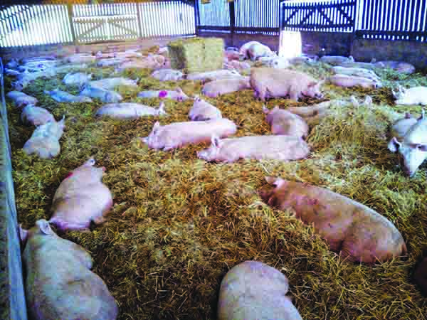 Kenniford dry sows
