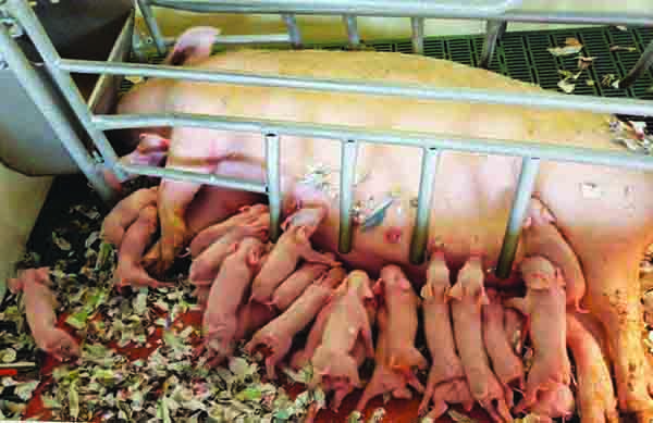 Kenniford has produced piglets from some prolific sows