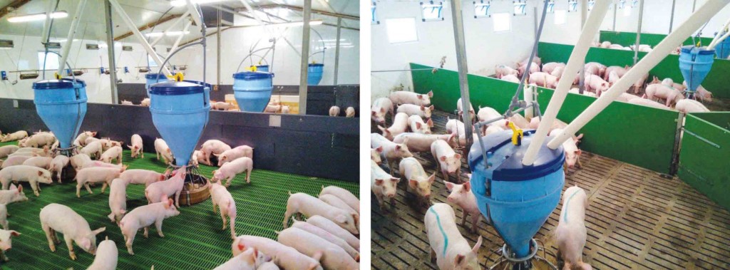 Piglets gain an average 600g/day in the nursery, left, and 1100g/day in the finishers, right