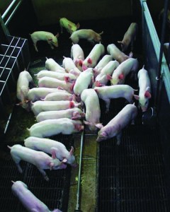Figure 4 – Extra feeding space for weaned piglets