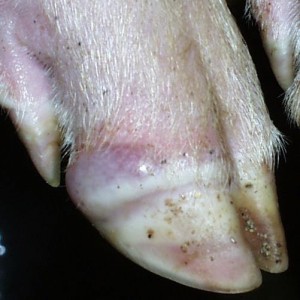FMD symptoms Pictures - Pig Veterinary Society