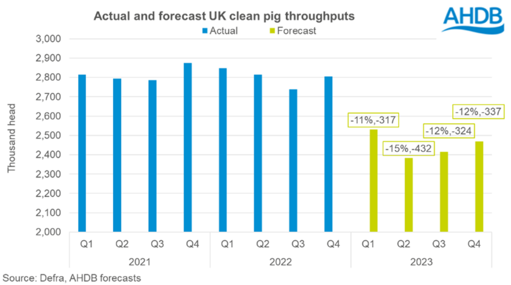 clean pig kill forecast