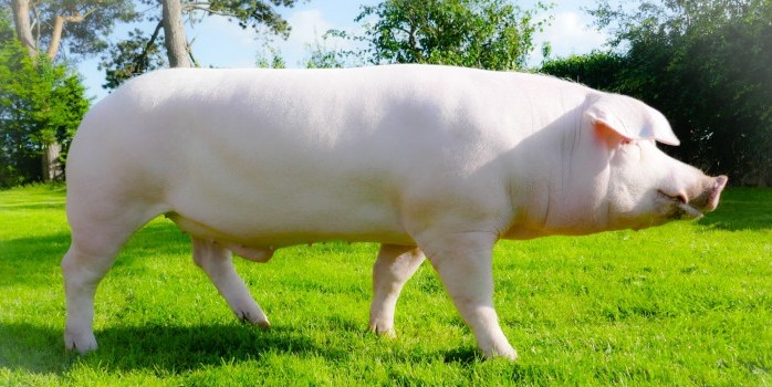 British Landrace boar - credit Donagh Esmer