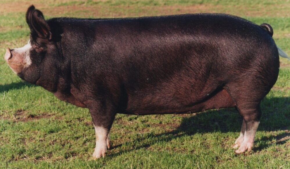 RBST Watchlist highlights being concerned decline in our local pig breeds
