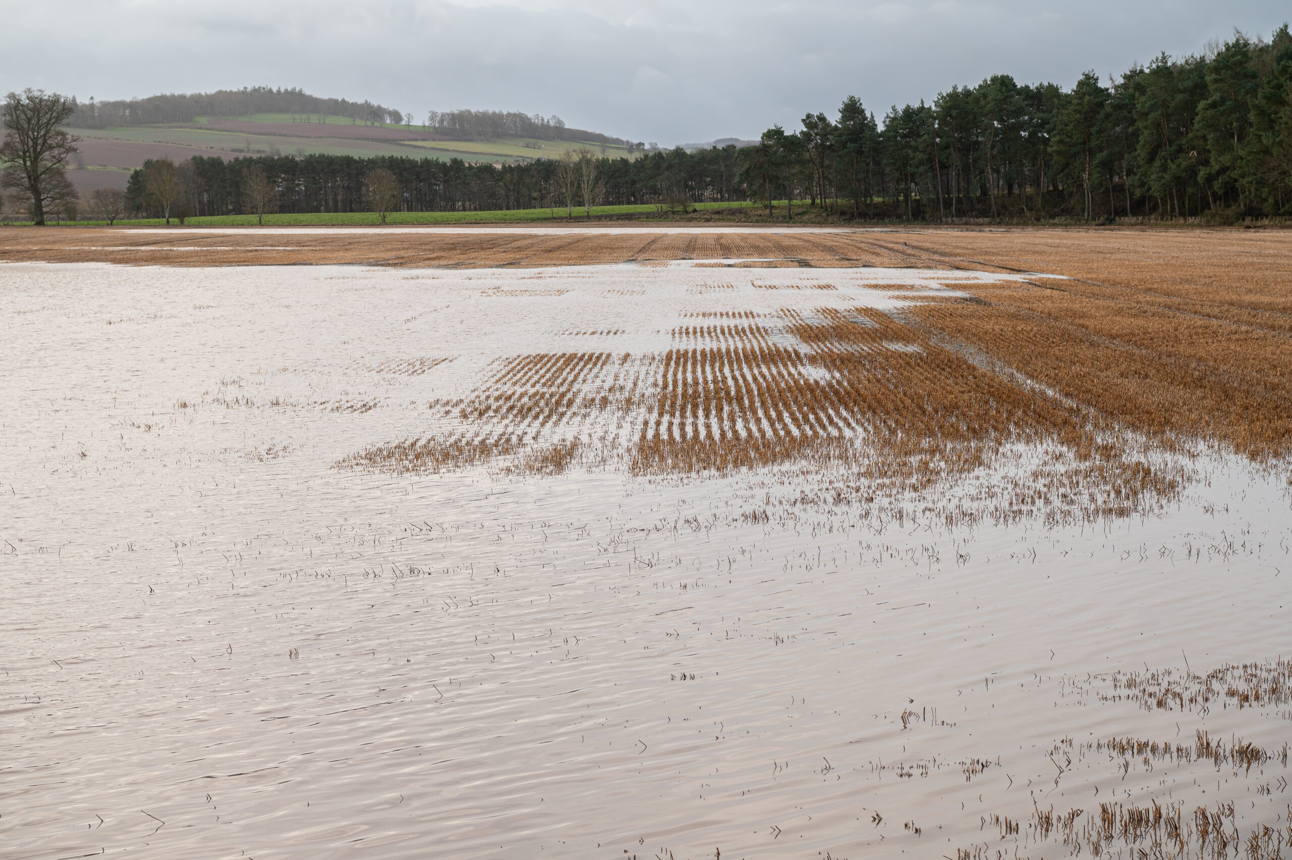 Main shops suggested to again British farming according to climate woes