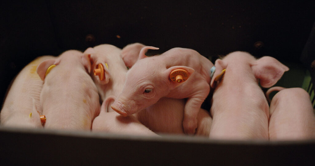 Piglets