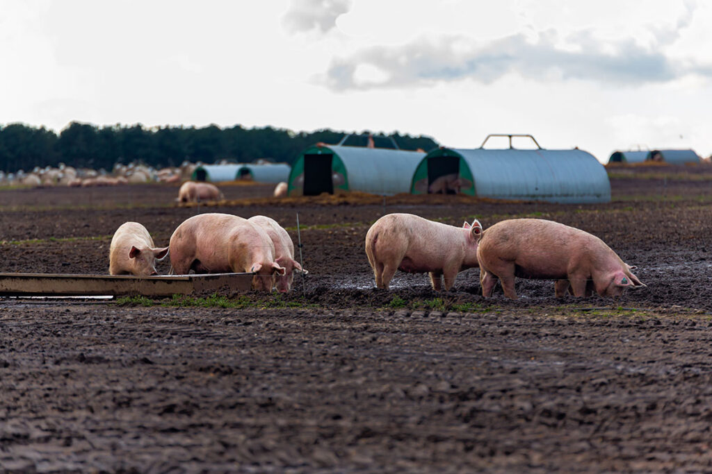 Pigs outdoors