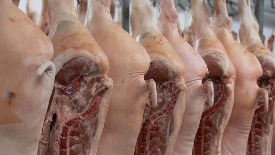 September UK clean pig slaughterings up 5.2% year on year – Pig World