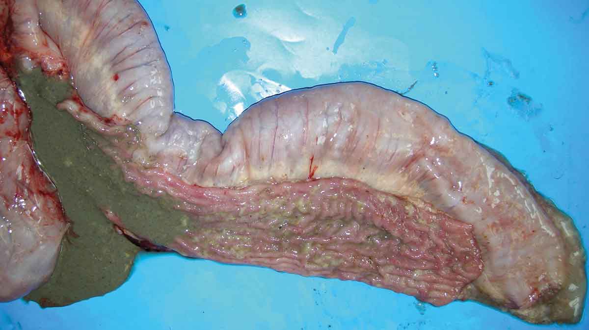 Swine dysentery infected liver