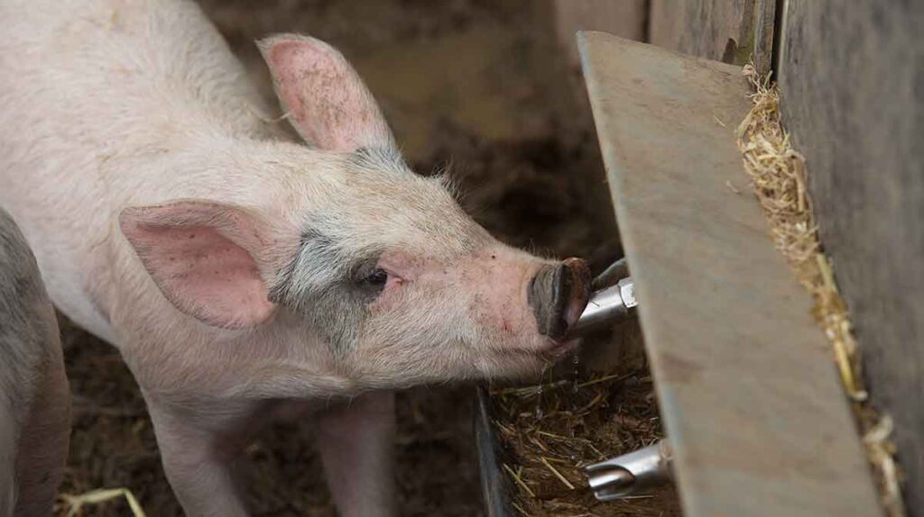 Weaner pigs in tents drinking water