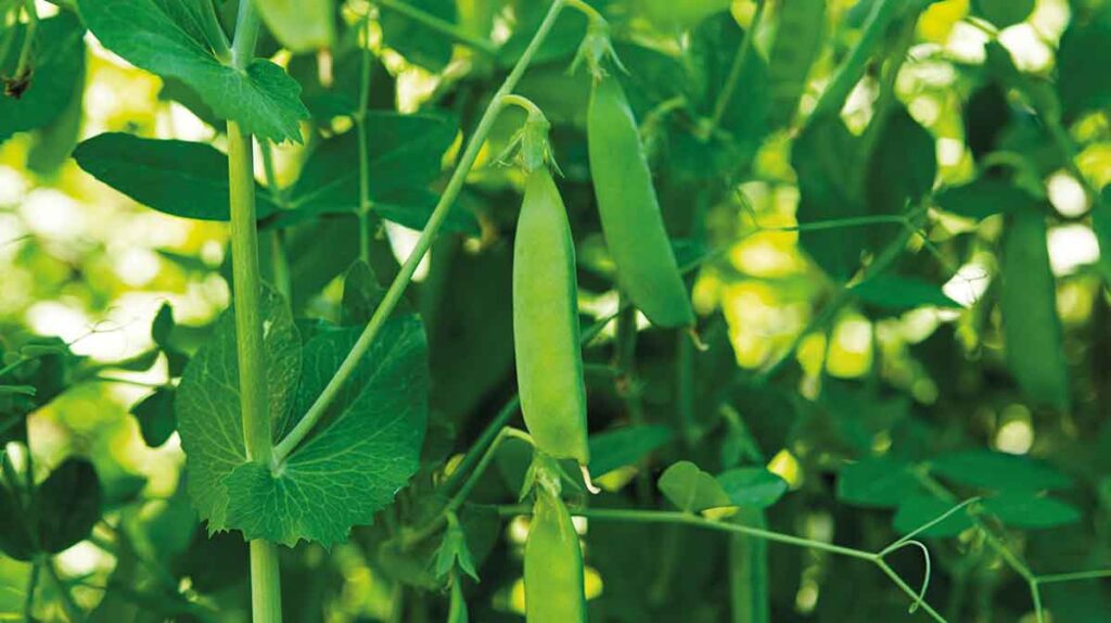 green peas growing on a farm