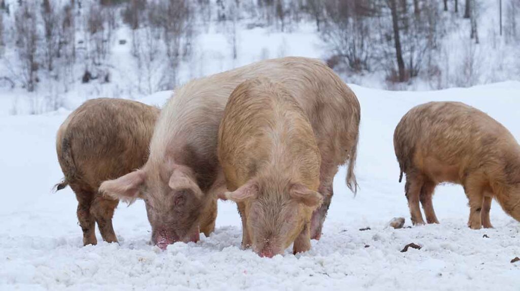 Pigs in the snow