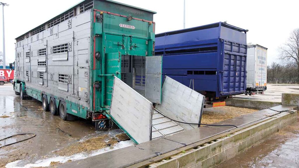 Washing out a livestock lorry