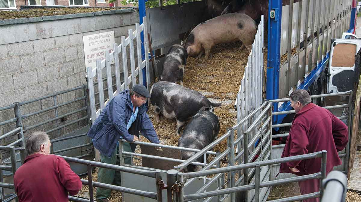 Pigs being loaded into a trailer