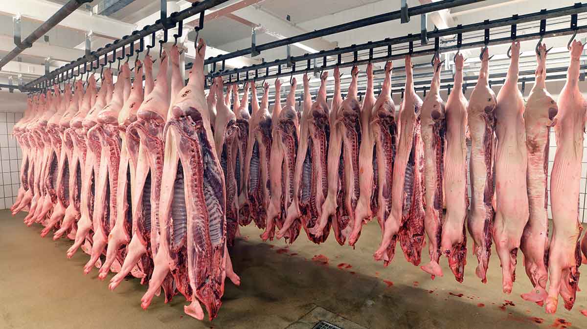 Sides of pork in cold store of a slaughterhouse