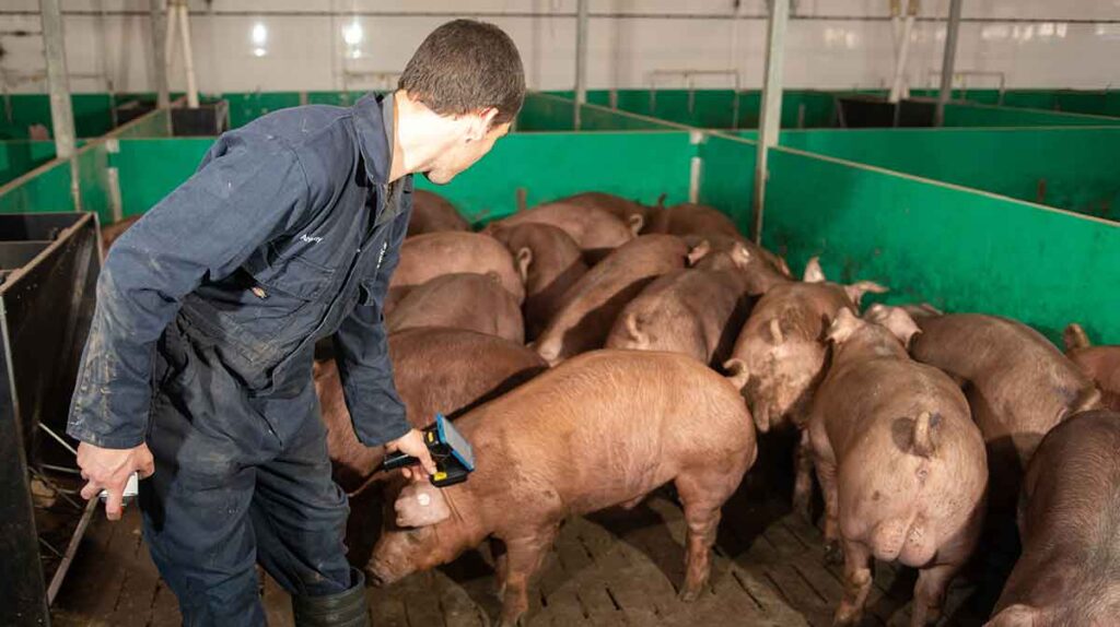 Stockperson reading pig eartag