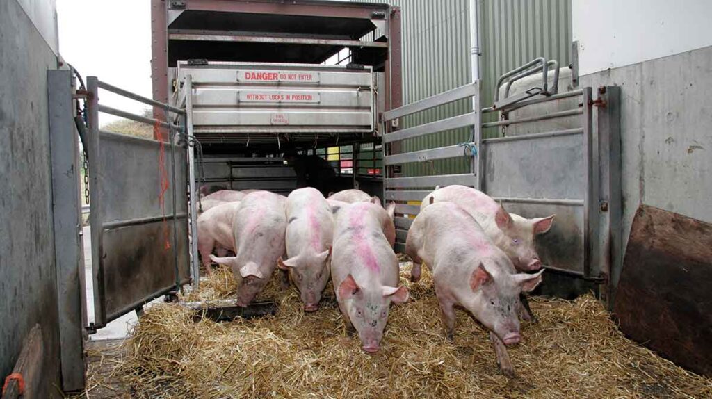 Livestock Lorry unloading pigs into an abattoir