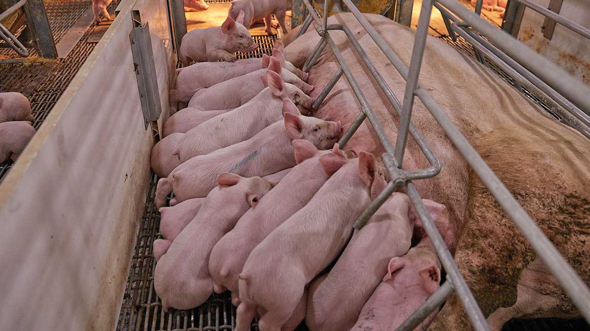 Farrowing sow and litter