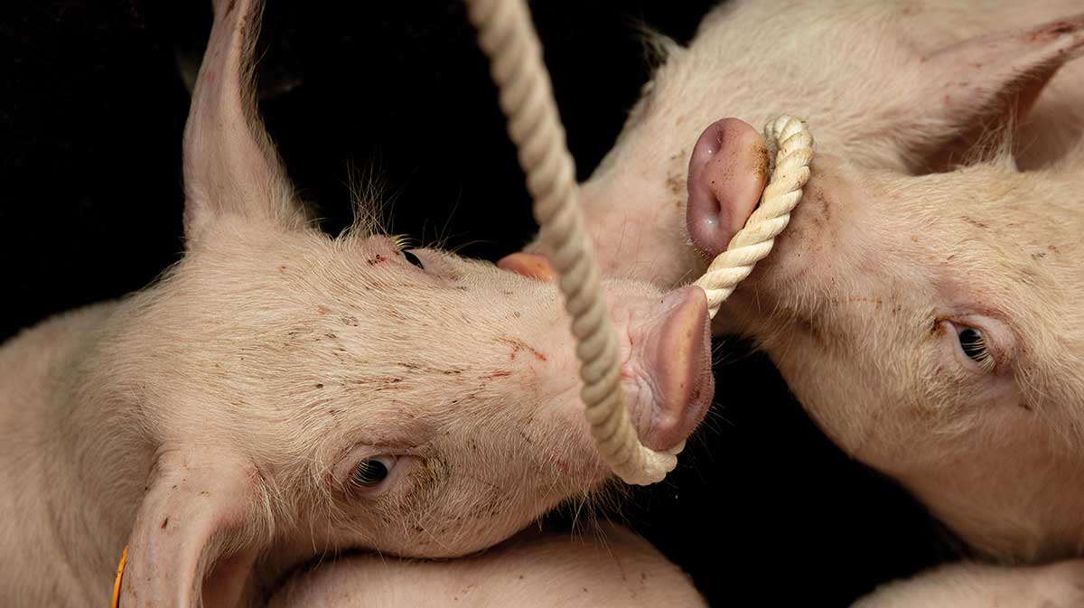 Pigs playing with rope