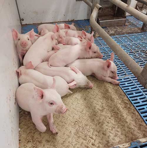 Piglets