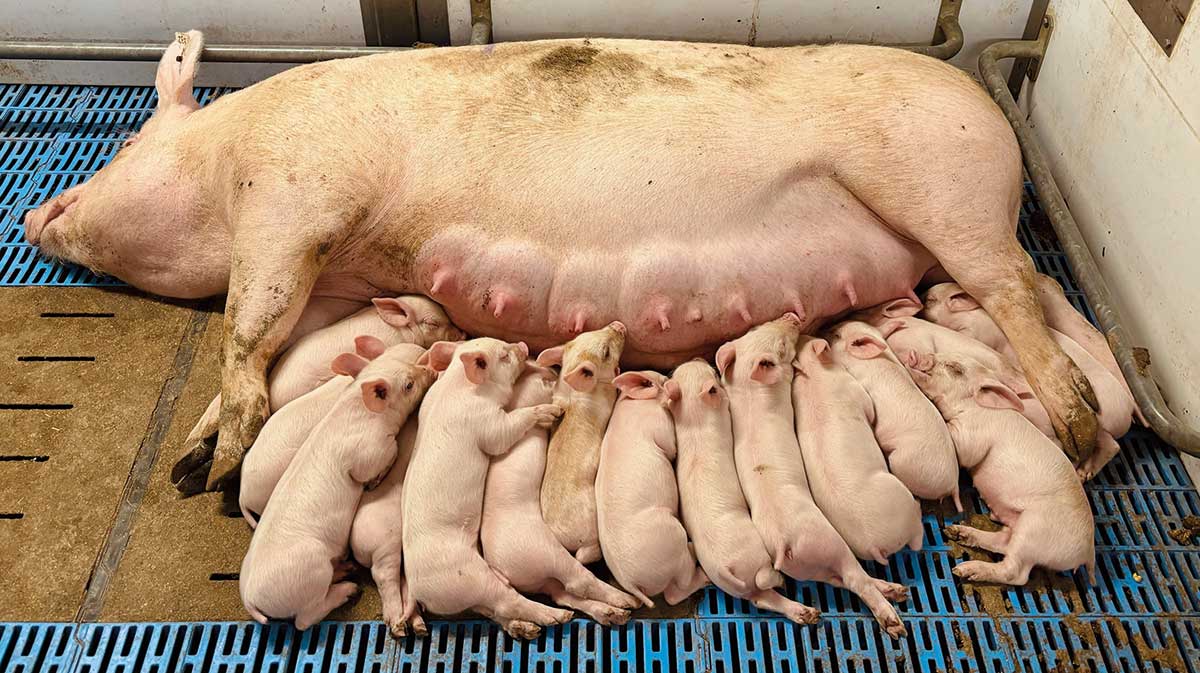 Adaptive farrowing pen with sow and litter