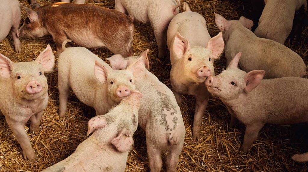 Weaned pigs