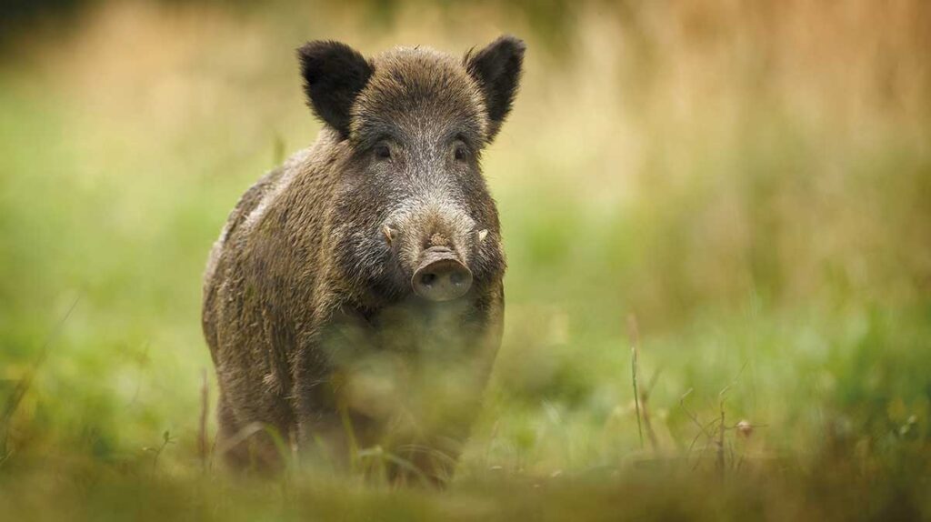 Wild boar walking through forest