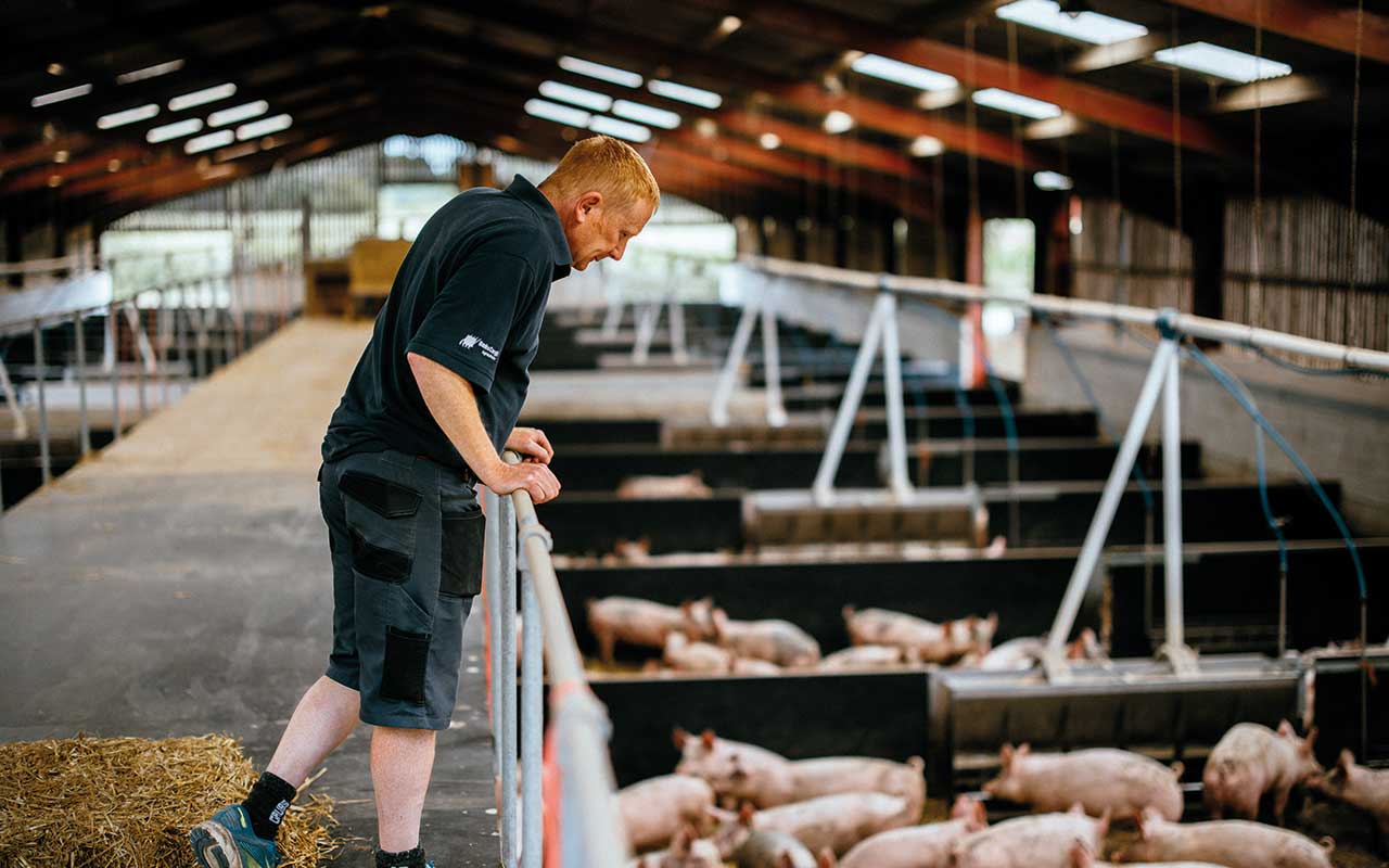 Man in shed with pigs