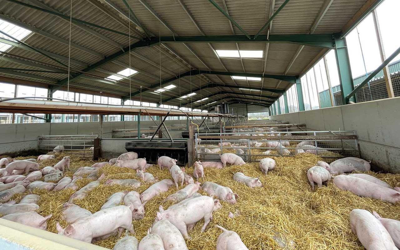 Pig shed