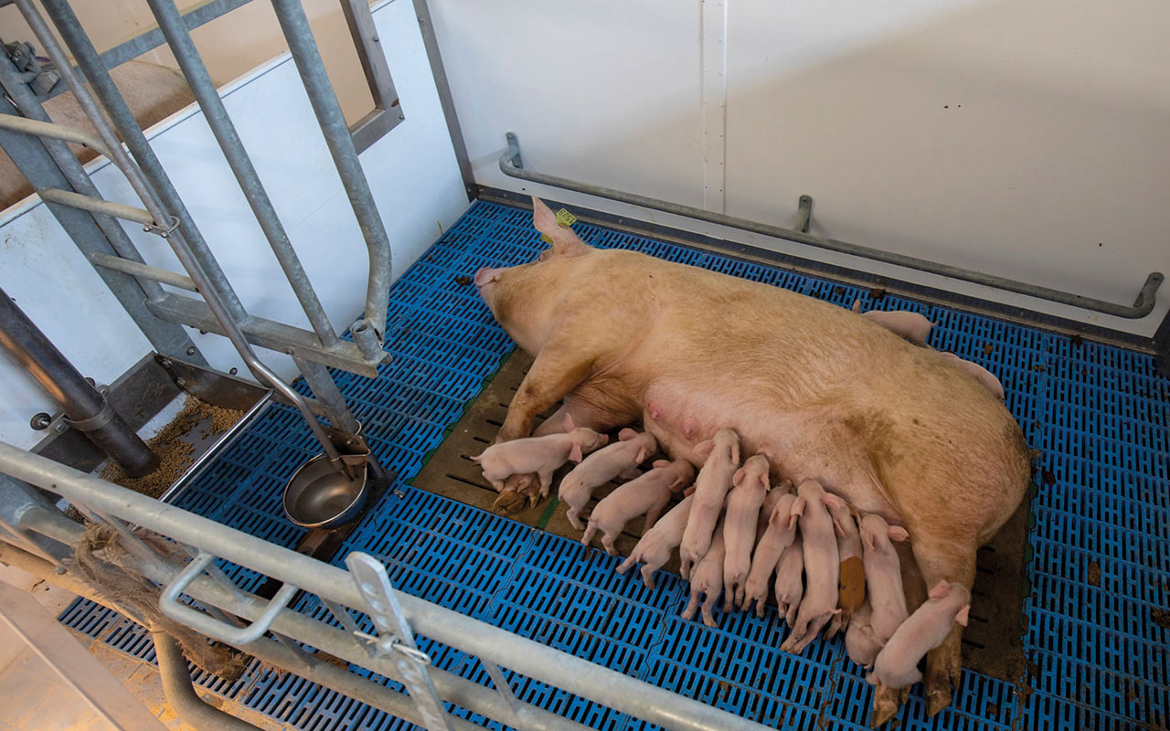 Adaptive farrowing crate