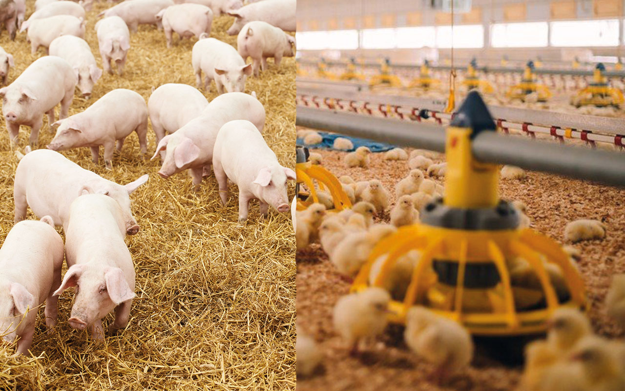 Young piglets on straw, Chickens in shed