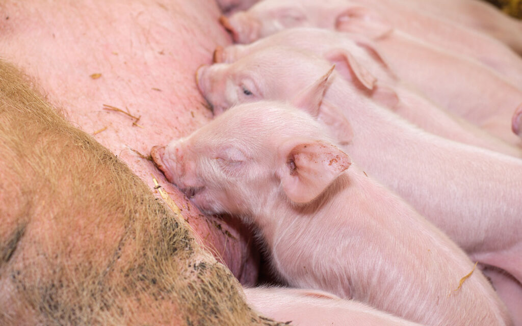 Newborn piglets suckling the sow's milk