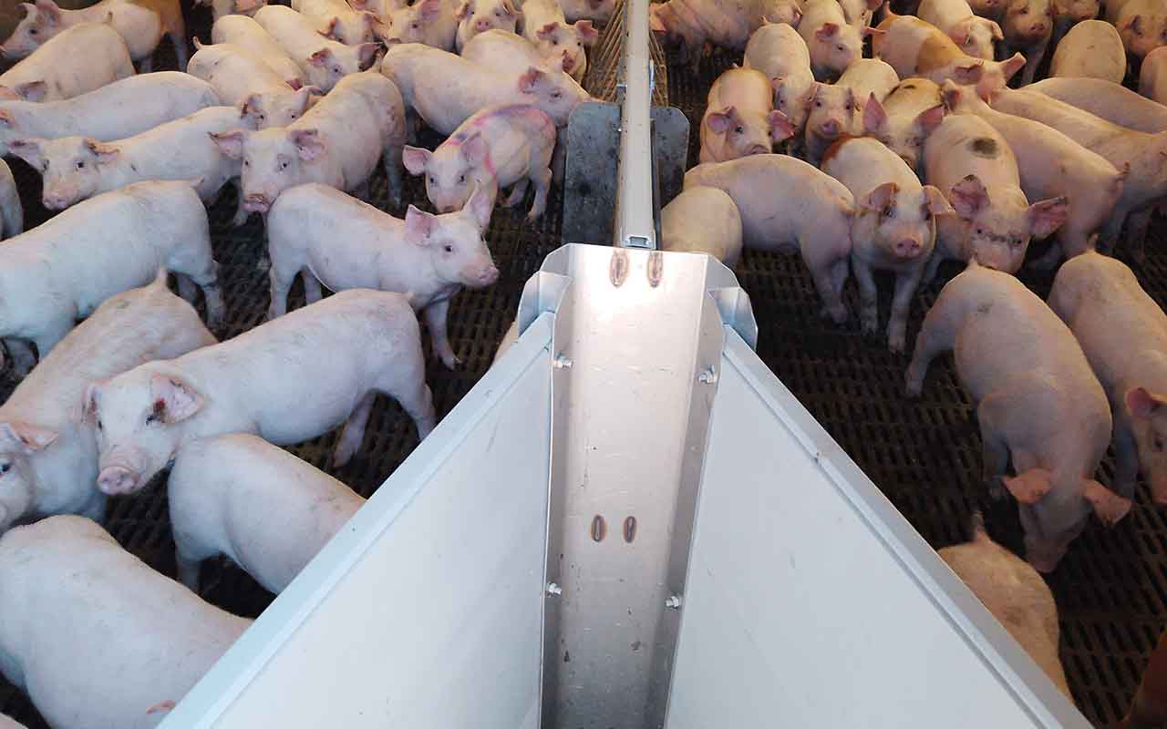 Pigs in pens