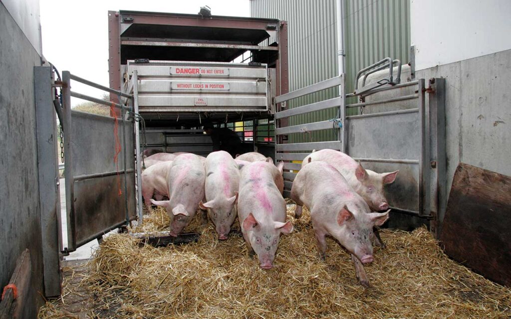Livestock Lorry unloading pigs into an abattoir.